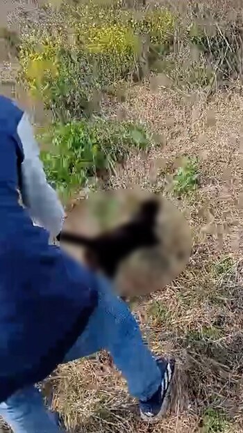 Brutal caso de maltrato animal en Entre Ríos: tres adolescentes mataron a un gato a patadas