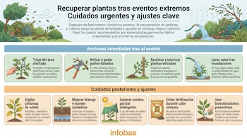 Infografía ilustra cuidados para plantas post-eventos extremos: triaje, poda, tutorado, lavado de sal, monitoreo, drenaje, sombra, fertilizantes y bioestimulantes.