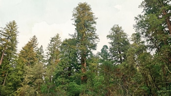 Día Mundial del Árbol: la historia del Hyperion, el ejemplar más alto del planeta