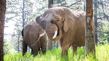 elefantes del Zoológico de Cheyenne Mountain