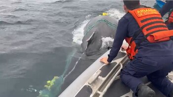 Liberaron ballena atrapada en red