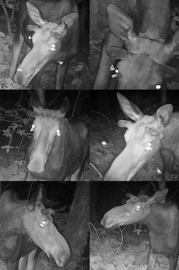 La reciente observación en Vermont