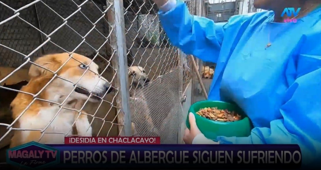 Magaly Medina pide ayuda para animales de albergue y ASPPA llega con alimentos y medicamentos. Captura: Magaly TV La Firme.