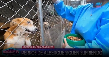 Magaly Medina pide ayuda para animales de albergue y ASPPA llega con alimentos y medicamentos. Captura: Magaly TV La Firme.