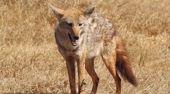 Lobo dorado africano