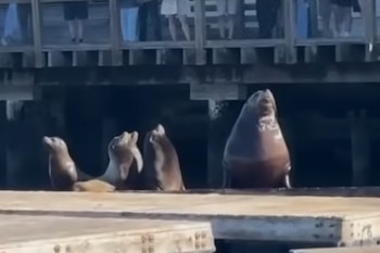 Chonkers, el león marino de casi una tonelada