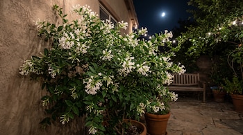 Planta en maceta con flores tubulares blancas y hojas verdes, ubicada en un patio nocturno junto a una pared, con un banco y la luna visible.