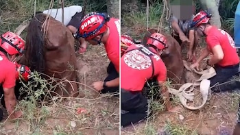 Tras un amplio operativo, rescataron