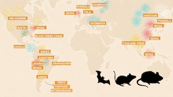 Mapa mundial del hantavirus: hay una gran variedad de cepas en regiones muy diferentes con un factor común