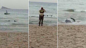 El tiburón de 2.4 metros