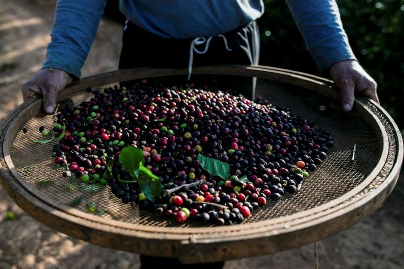 Las remesas en Nicaragua crecieron de 1,501 millones a 6,167 millones de dólares entre 2018 y 2025 y cambiaron los incentivos para trabajar en el campo. (REUTERS/Roosevelt Cassio)