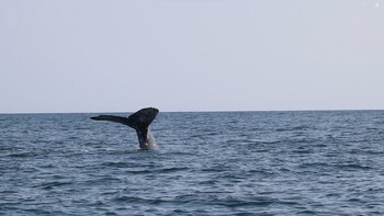Avistamiento de ballenas jorobadas en