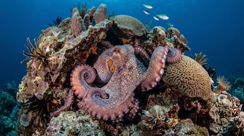 Un pulpo con sus tentáculos extendidos sobre corales junto a pequeños peces en el agua azul.