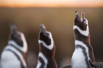 Pingüinos de Magallanes y otras