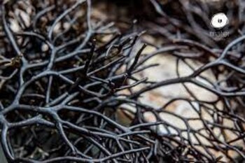 Uno de los ingredientes exótico