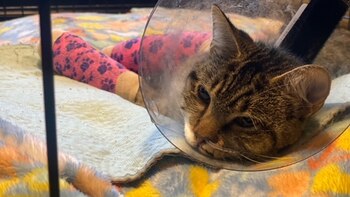 Rue fue lanzada desde un