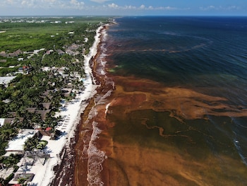 El sargazo se acumula en las aguas frente a la costa de Tulum, México, el jueves 30 de julio de 2026. (AP Foto/Fernando Llano)