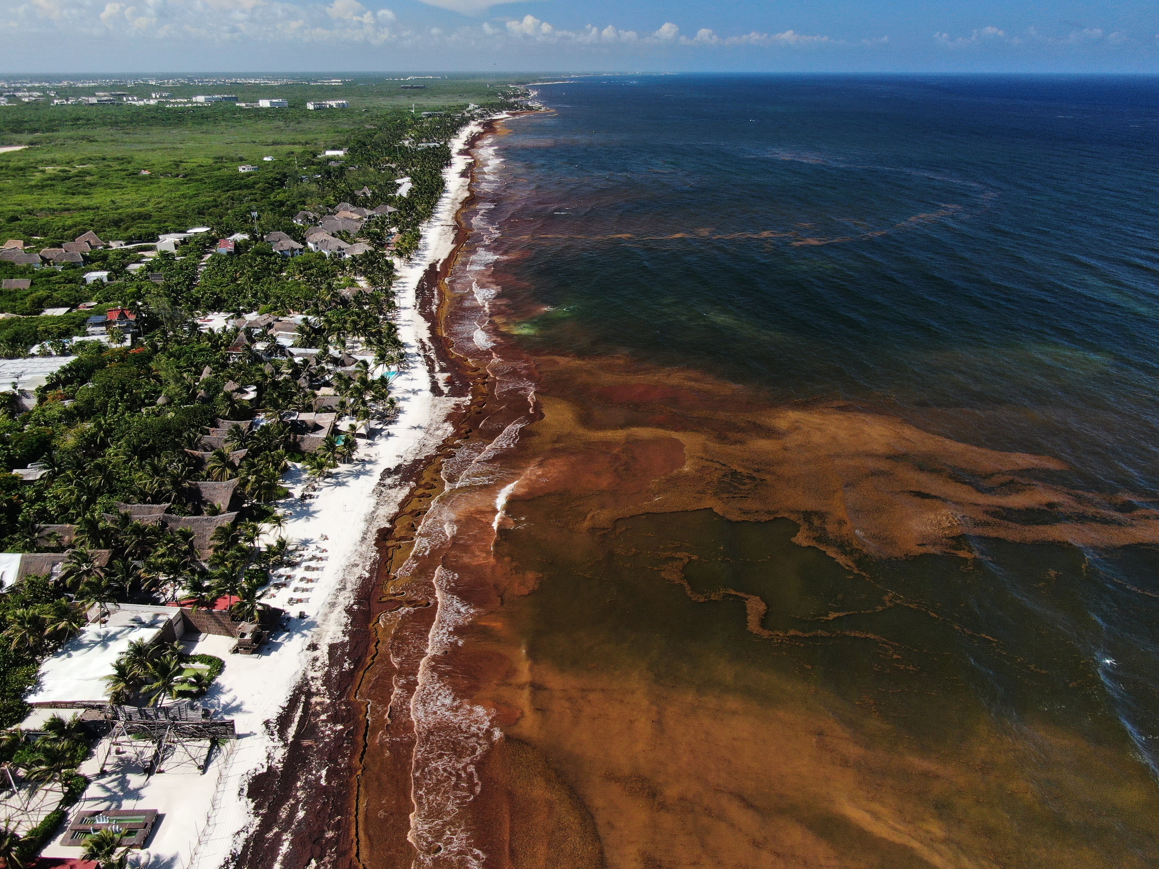 El Caribe mexicano enfrenta su peor temporada de sargazo: 90.000 toneladas flotan frente a Quintana Roo