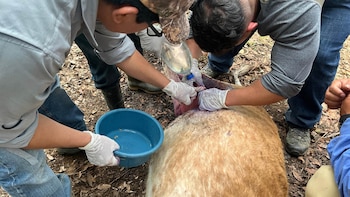 Aceleran estrategia nacional contra el gusano barrenador: red de 13 instituciones y más de 400 mil sembradores lo combatirán