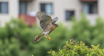 O pescoço de Cooper está espalhado sobre arbustos verdes. Um pássaro menor pousa em um arbusto, com uma casa mal iluminada ao fundo.