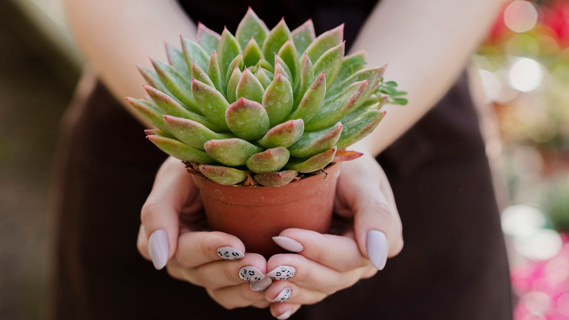 Pintar y decorar macetas convierte un simple recipiente en un detalle especial para quienes disfrutan de las plantas. (Imagen ilustrativa Infobae)