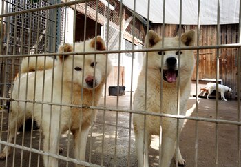 Los amigos de los animales