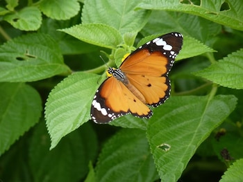 Mariposa de alas naranjas con bordes negros y puntos blancos sobre hojas verdes