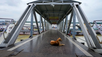 La guerra de los perros