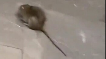 Una rata fue captada en