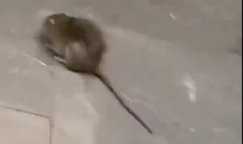 Una rata fue captada en