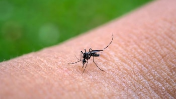 Secretaría de Salud reporta 2,284 casos de dengue en Honduras en lo que va de 2026