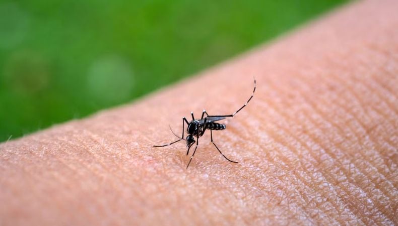 El incremento de temperatura y lluvias en El Salvador favorece la proliferación de zancudos transmisores de dengue, zika y chikungunya. (Cortesía: PAHO)