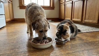 Cuántas veces al día deben comer un gato o un perro: así puede solucionar las necesidades de su mascota