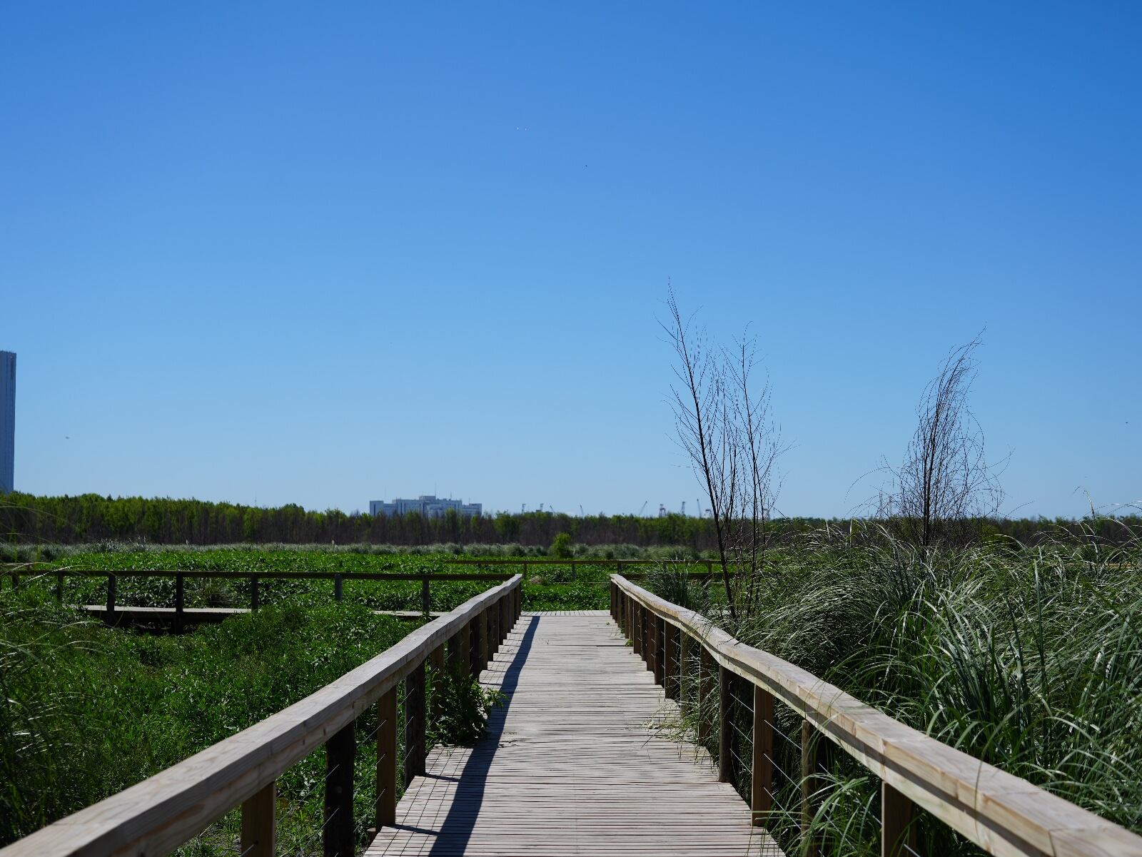 La Reserva Ecológica Costanera Sur suma reconocimiento internacional como Sitio Ramsar y Área de Importancia para la Conservación de las Aves