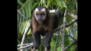 El Manu alberga 223 especies