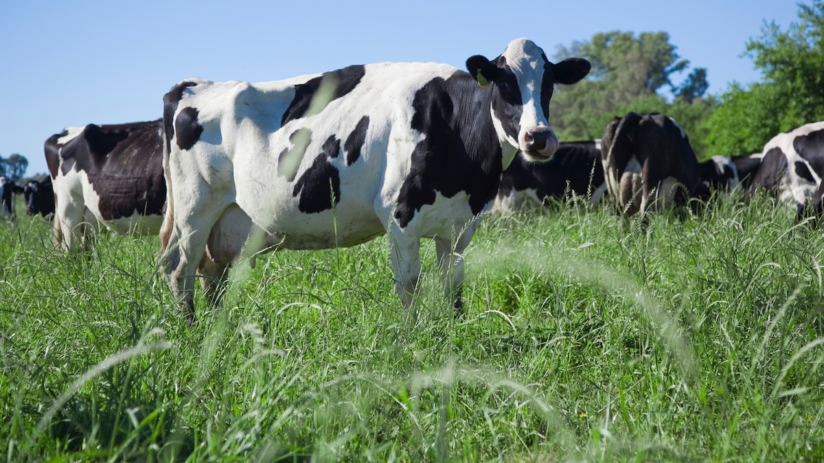 Entregaron créditos en litros de leche a tasa cero