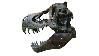 Patagosaurus fariasi fue un gran