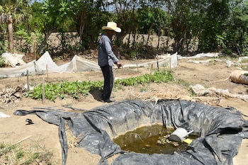 Jesús Rodríguez muestra un agujero artesanal recubierto con un platico negro, donde intentan almacenar la poca agua de lluvia que cae debido a la sequía en El Jícaro (Guatemala). EFE/ Alex Cruz