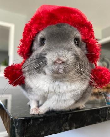 No están entrenadas y las