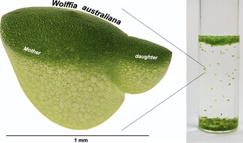 02/02/2021 La diminuta planta acuática Wolffia, también conocida como lenteja de agua, es la planta de crecimiento más rápido conocida.
POLITICA INVESTIGACIÓN Y TECNOLOGÍA
SOWJANYA SREE/PHILOMENA CHU