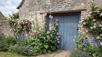 Muro de piedra, puerta de madera azul, malvas reales rosadas y blancas, rosas trepadoras, lavanda, delphiniums azules, camino de losas, césped, cielo.