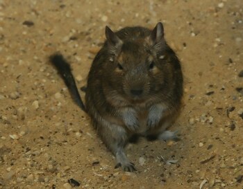 El animal utiliza señales químicas