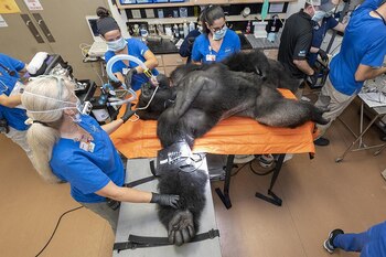 Fotografía cedida por Ron Magill