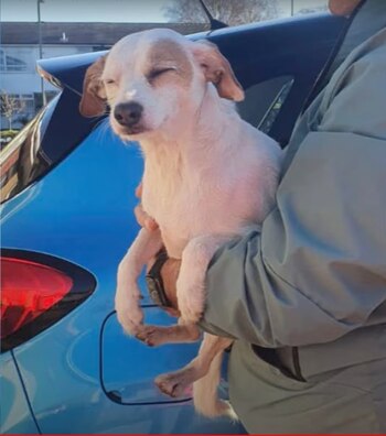 Según la dueña de Millie