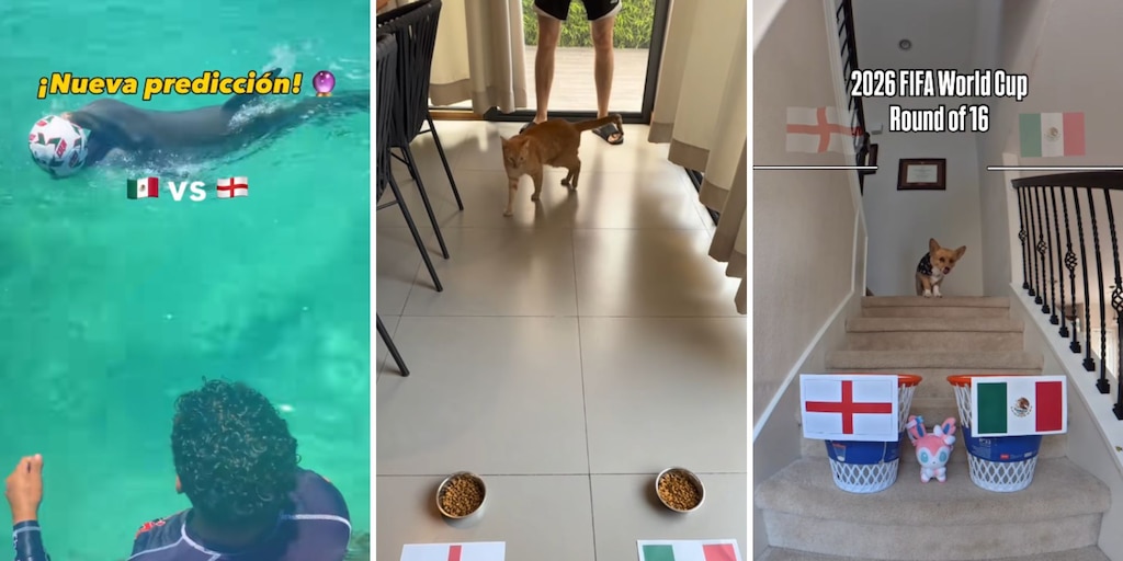 Animales influencers se vuelven virales al lanzar su predicción del partido entre México e Inglaterra en el Mundial 2026