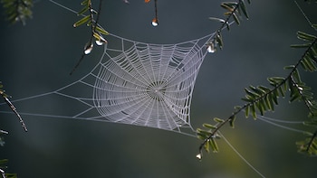 El hallazgo abre posibilidades para