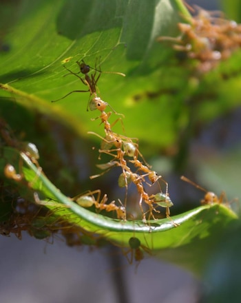 Enlazado en: Las hormigas tejedoras de las selvas tropicales del norte de Australia unen sus cuerpos para formar herramientas vivientes. Foto: Laboratorio Feinerman