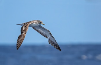 Pardela cenicienta mediterránea. (Karen Szafrajda/Wikimedia Commons)