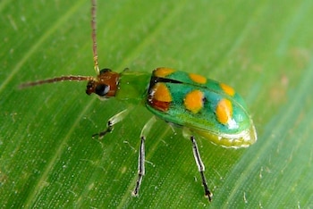La especie está ampliamente distribuida en Argentina, Bolivia, Brasil, Colombia, Ecuador, Guayana Francesa, Paraguay, Uruguay, Perú y Venezuela. (Embrapa.br)