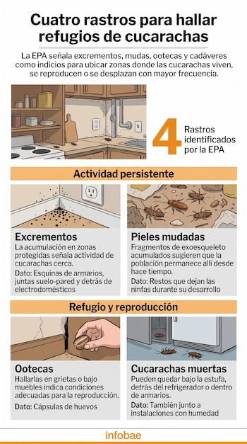 Infografía en cuatro paneles con dibujos de una cocina y esquinas del hogar junto a textos sobre la presencia de cucarachas.